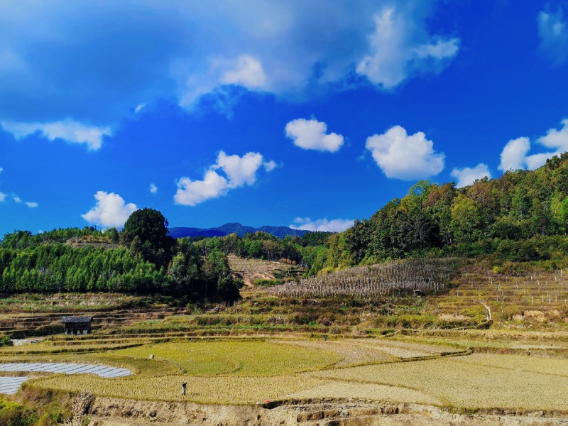 土壤重金屬污染